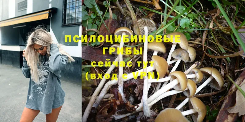 Галлюциногенные грибы Magic Shrooms Дзержинский